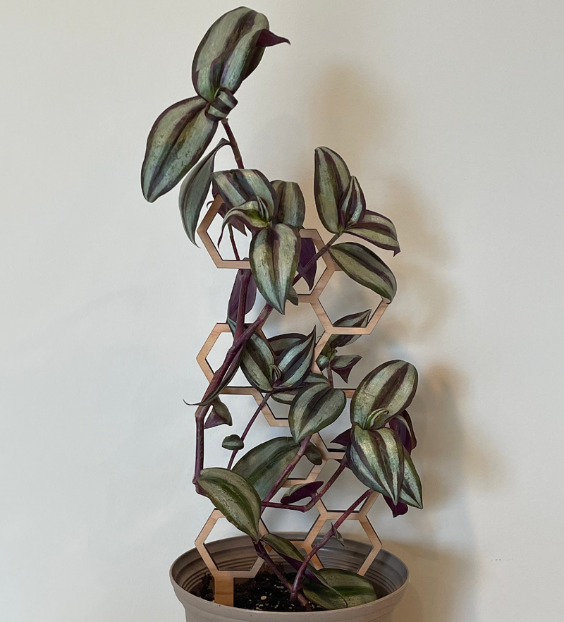 Wooden Plant Trellis